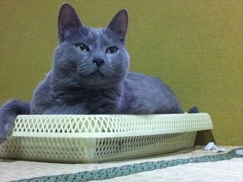 画像提供／古坂大魔王さん