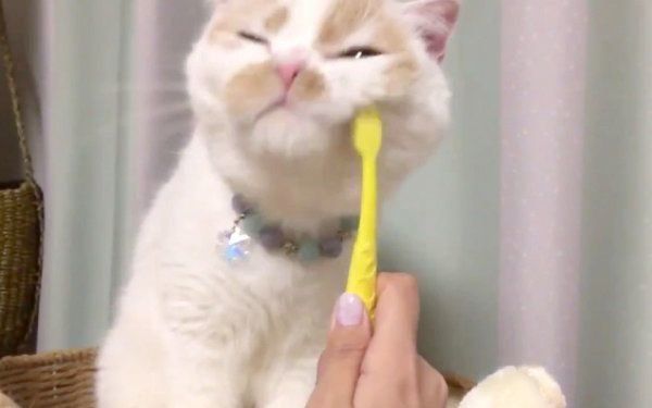 歯磨きならぬ顔磨きをするホイップクリームちゃん