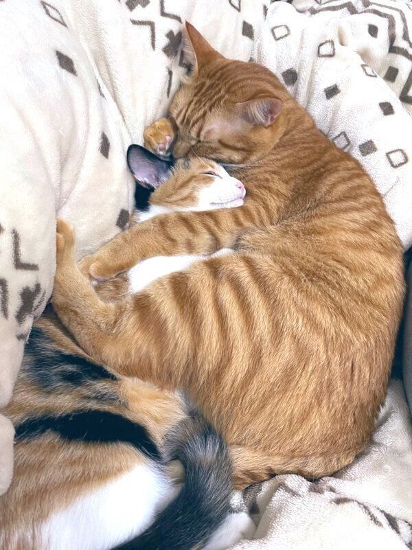 小春ちゃんを抱きしめるテトくん