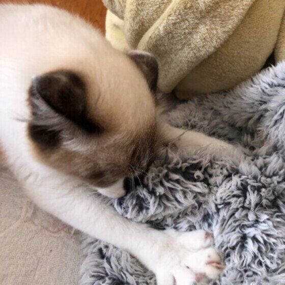 フミフミするトト子ちゃん