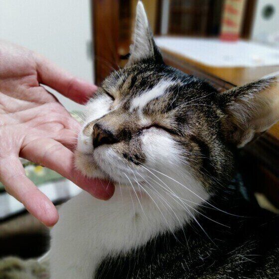 なでられるちゅっぱ