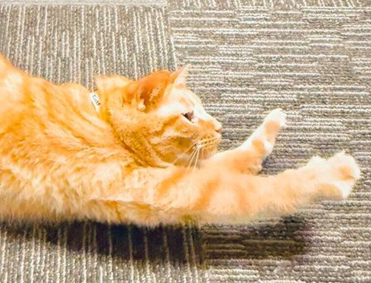 前足を伸ばす猫