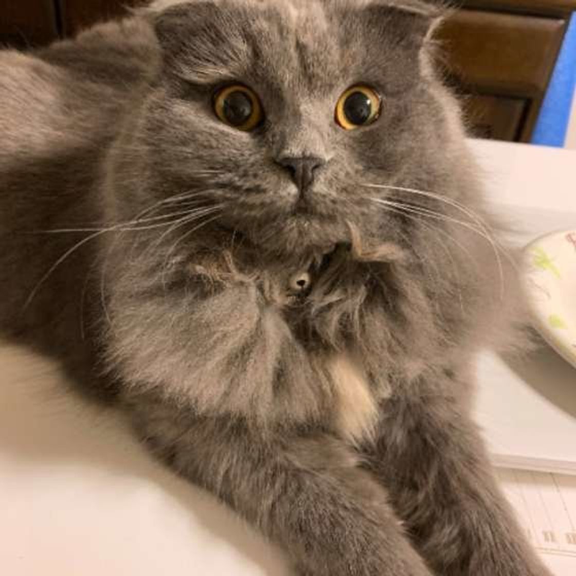 どんな気持ちなの 猫が にゃにゃにゃ と鳴くときの心理 ねこのきもちweb Magazine どんな気持ちなの 猫が にゃにゃにゃ と鳴くときの心理 ねこのきもちweb Magazine