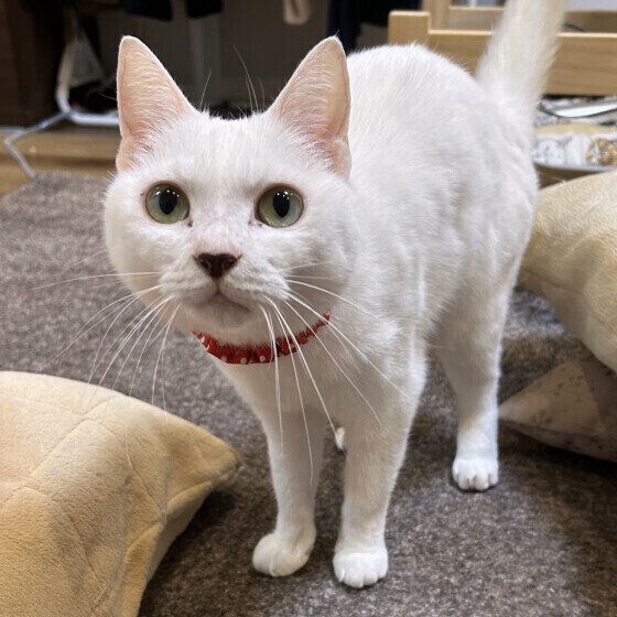 MIX白のシフォンちゃん