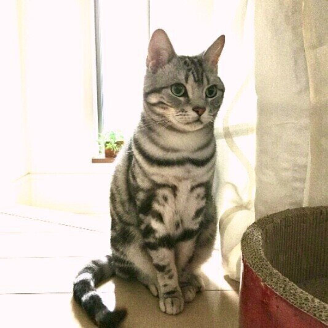 人懐っこくて活発な猫 不動の人気を誇る アメリカンショートヘア の特徴や飼い方 ねこのきもちweb Magazine 人懐っこくて活発な猫 不動の人気を誇る アメリカンショートヘア の特徴や飼い方 ねこのきもちweb Magazine