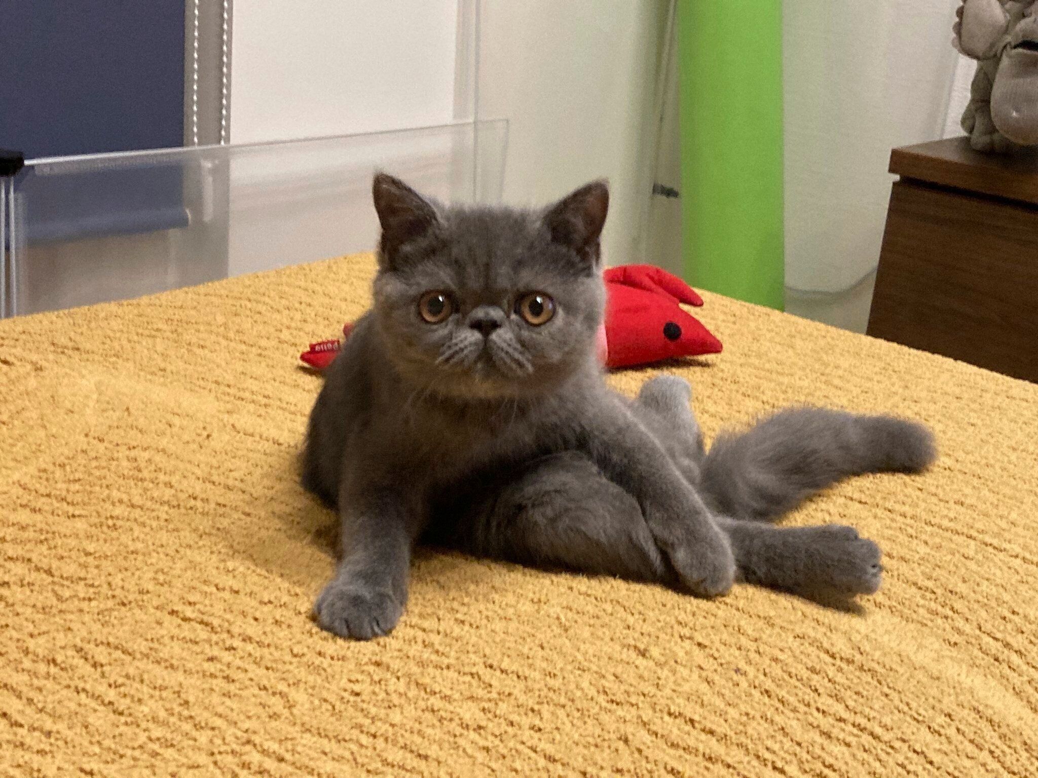 子猫時代の様子　きょとんとした表情がかわいすぎる