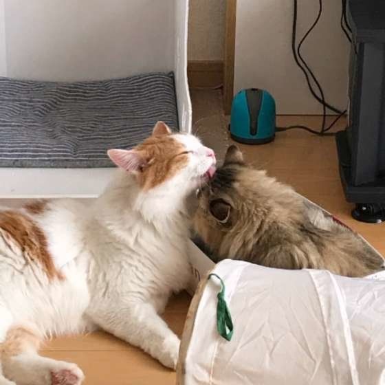 グルーミングするノルウェージアンフォレストキャット