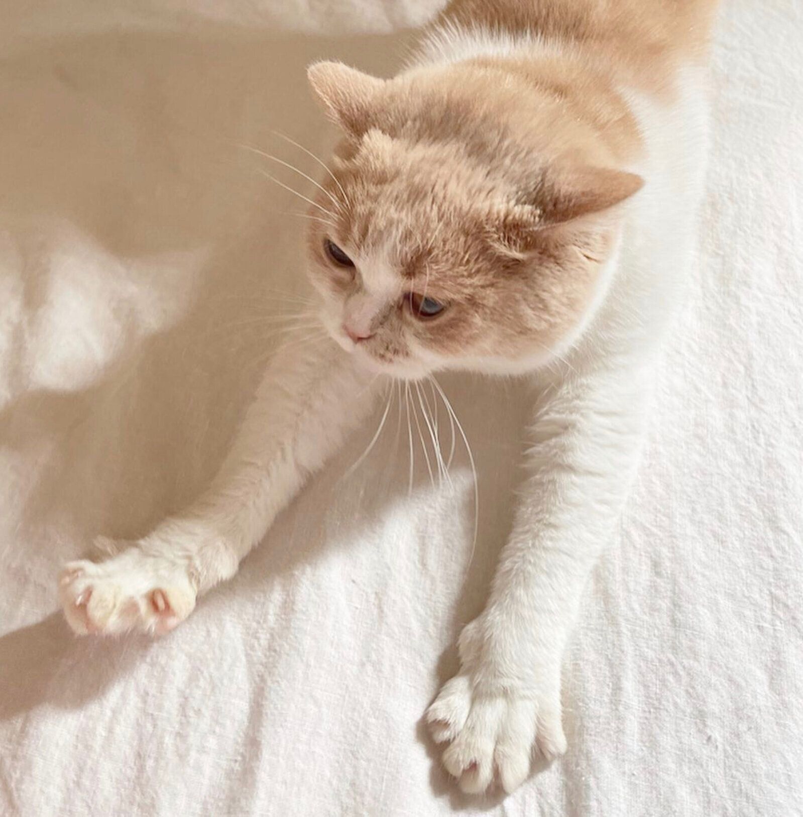 くつろぐ猫のイメージ