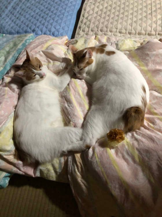 ジャパニーズ・ボブテイル