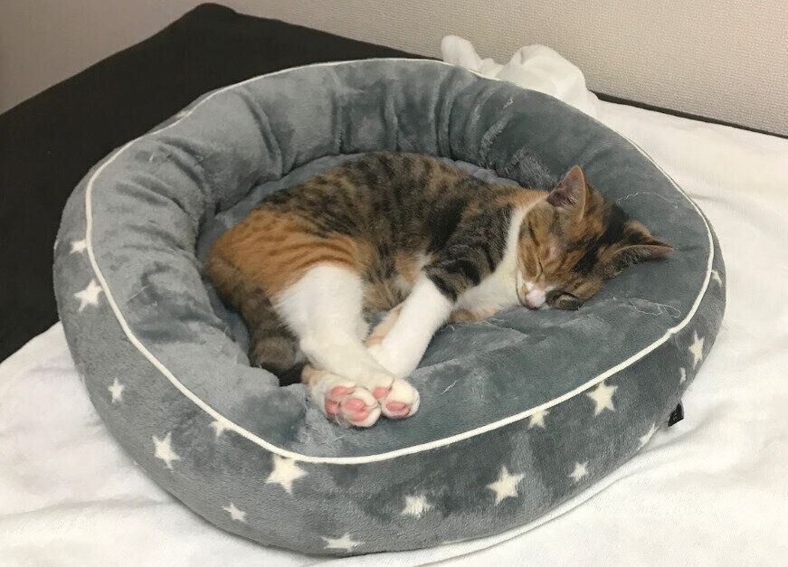 ペットベッドで眠るミ猫