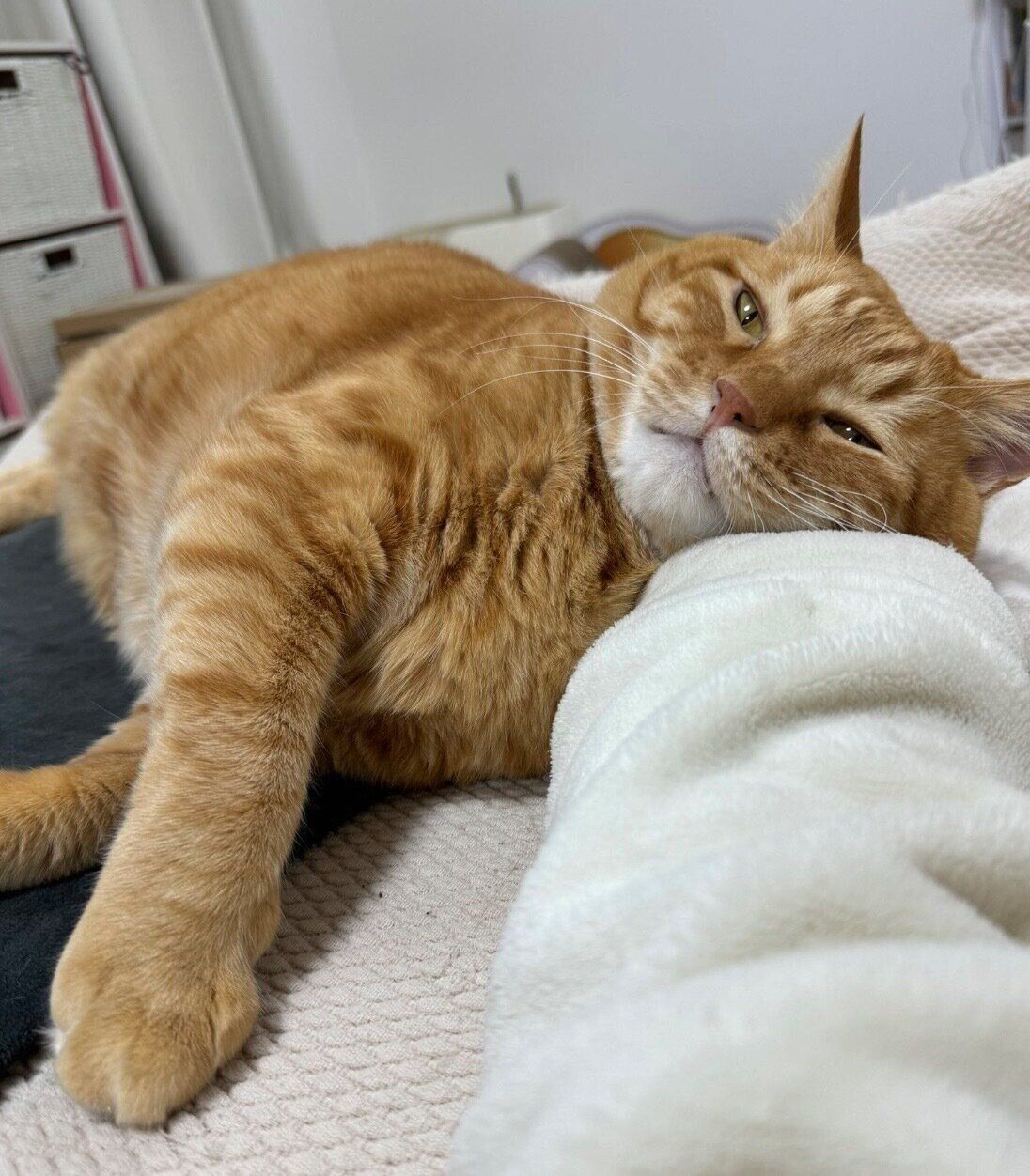 飼い主さんにくっつくとらまるくん