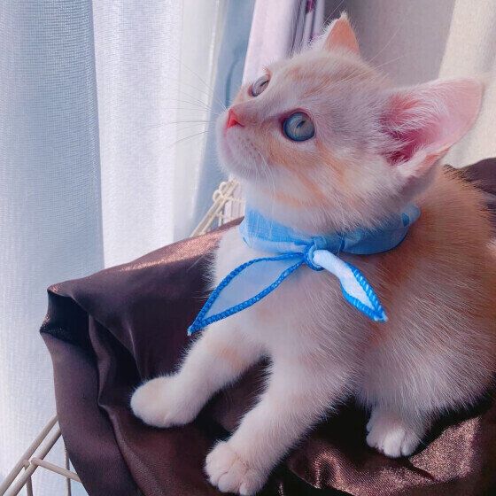 アメリカンショートヘアのそらくん♪