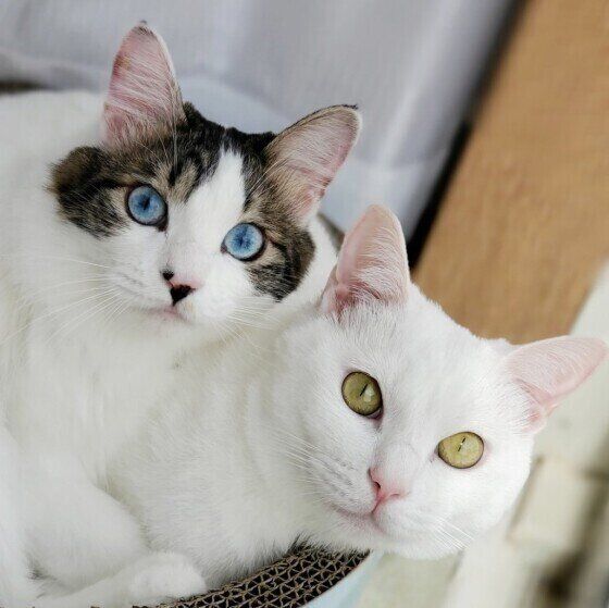 2匹で仲良くくっつく白猫