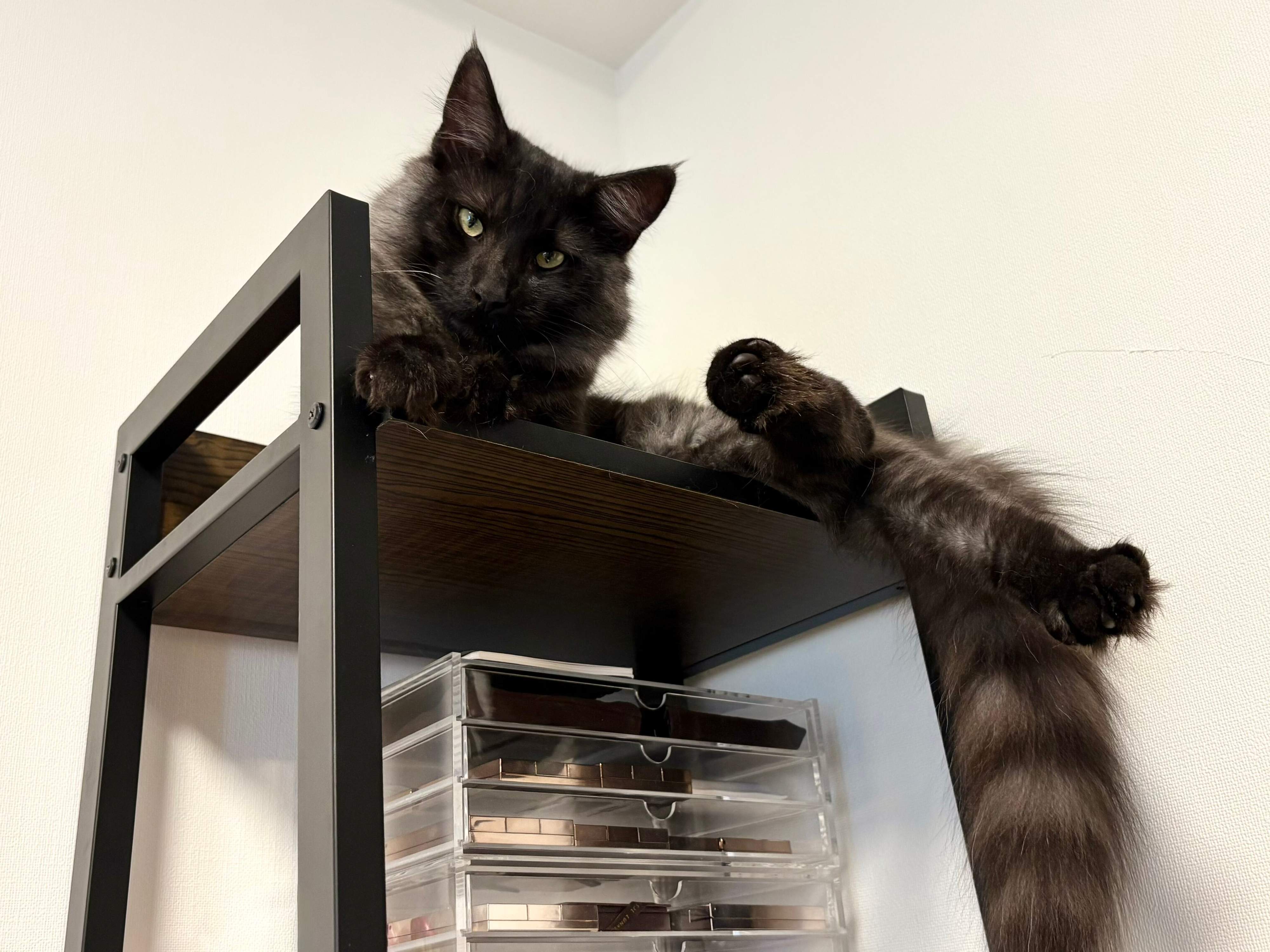 生後8カ月のノルウェージャンフォレストキャット