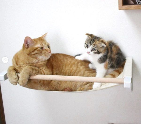 ハンモックでくつろぐ茶トラとマンチカン