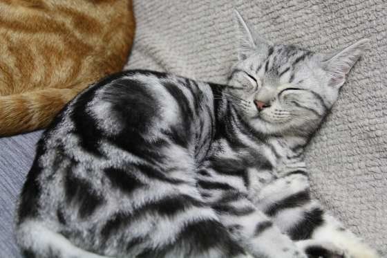 気持ちよさそうな猫