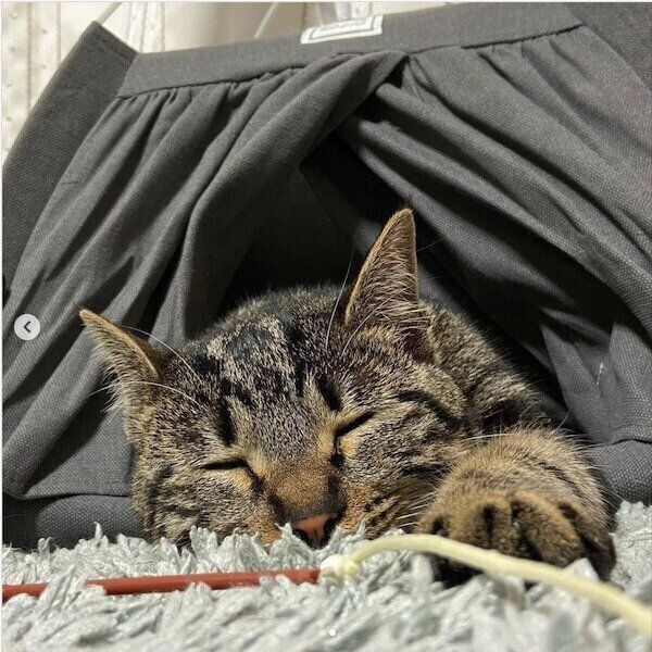 ダイソーの猫商品