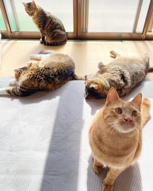 ひなたぼっこ中の猫たち