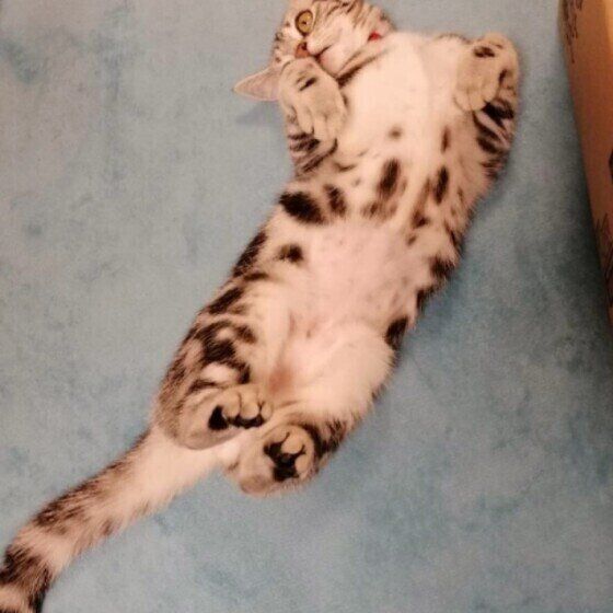 撫でてほしいアメリカンショートヘア