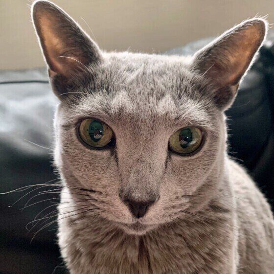 見つめるロシアンブルー