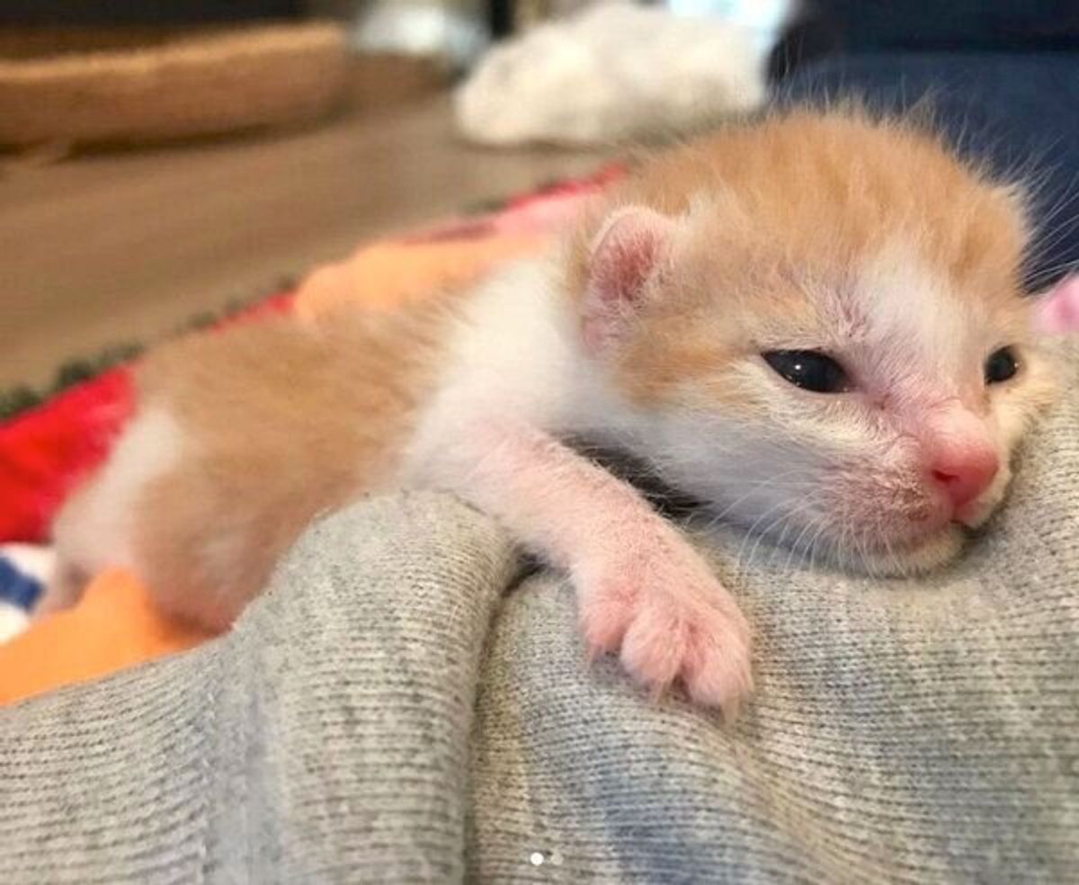 この命を守らなきゃ へその緒がついた子猫を保護し 手探りの育児の日々 成長した今の姿に感動 ねこのきもちweb Magazine この命を守らなきゃ へその緒がついた子猫を保護し 手探りの育児の日々 成長した今の姿に感動 ねこのきもちweb Magazine