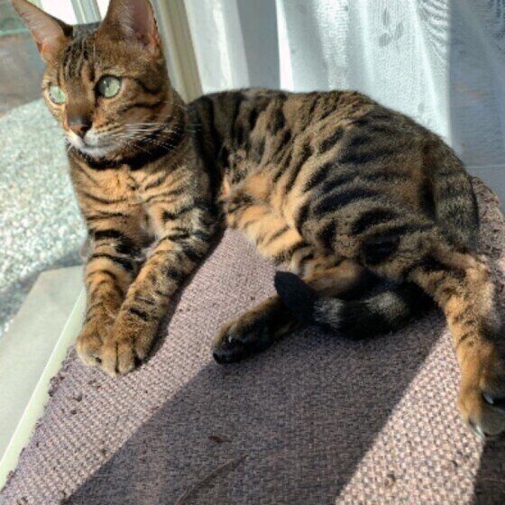 日向ぼっこするベンガルの男の子