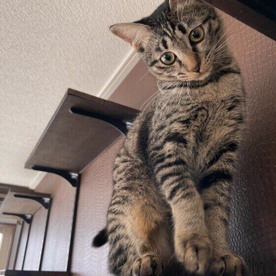 キジトラ猫の叶ちゃん