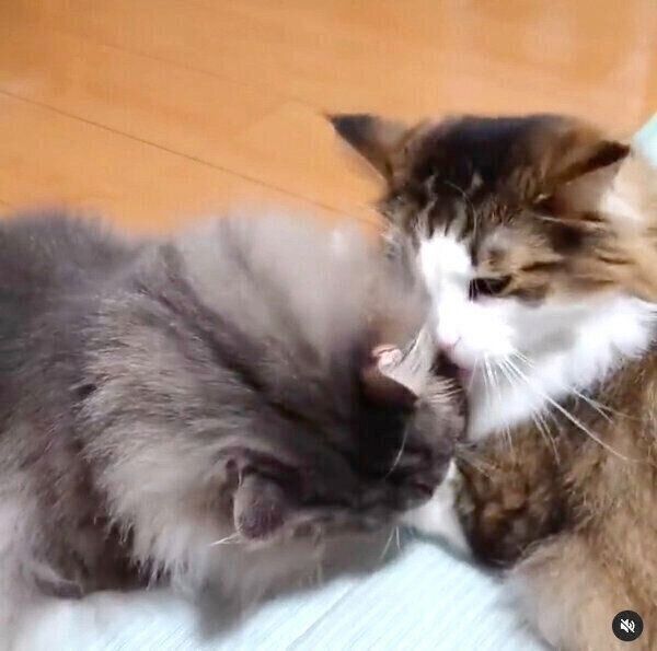 虎蒼くんへの愛がすごい虎鉄くん