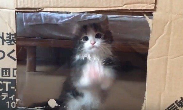 子猫　ライカちゃん