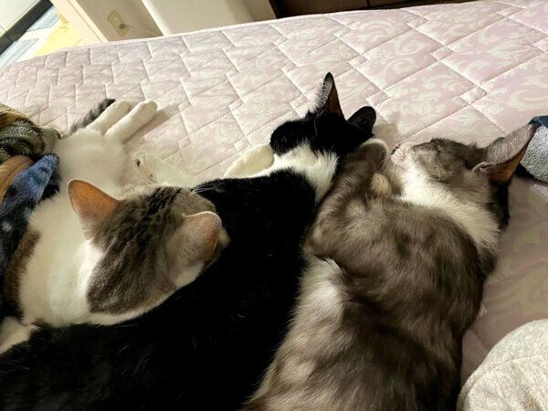 仲良く眠る猫たち