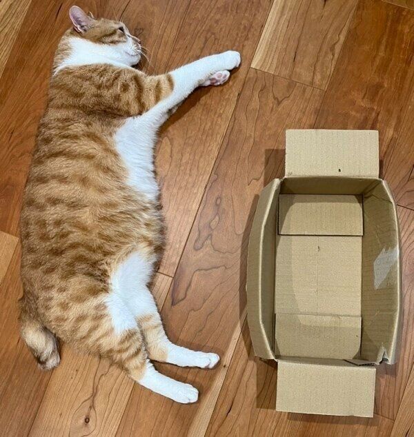 トラちゃんと箱の比較写真