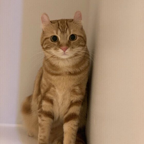 アメリカンカールの麦くん