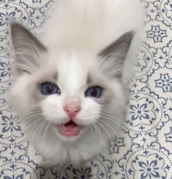 可愛い声で鳴くルカくん