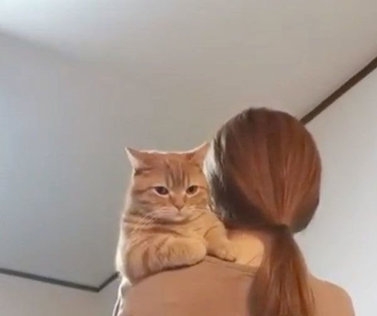 抱っこされた猫に癒される お風呂上がりの人肌 が好きな猫 ねこのきもちweb Magazine 抱っこされた猫に癒される お風呂上がりの人肌 が好きな猫 ねこのきもちweb Magazine