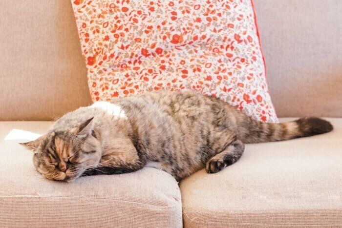 ソファでくつろぐ猫