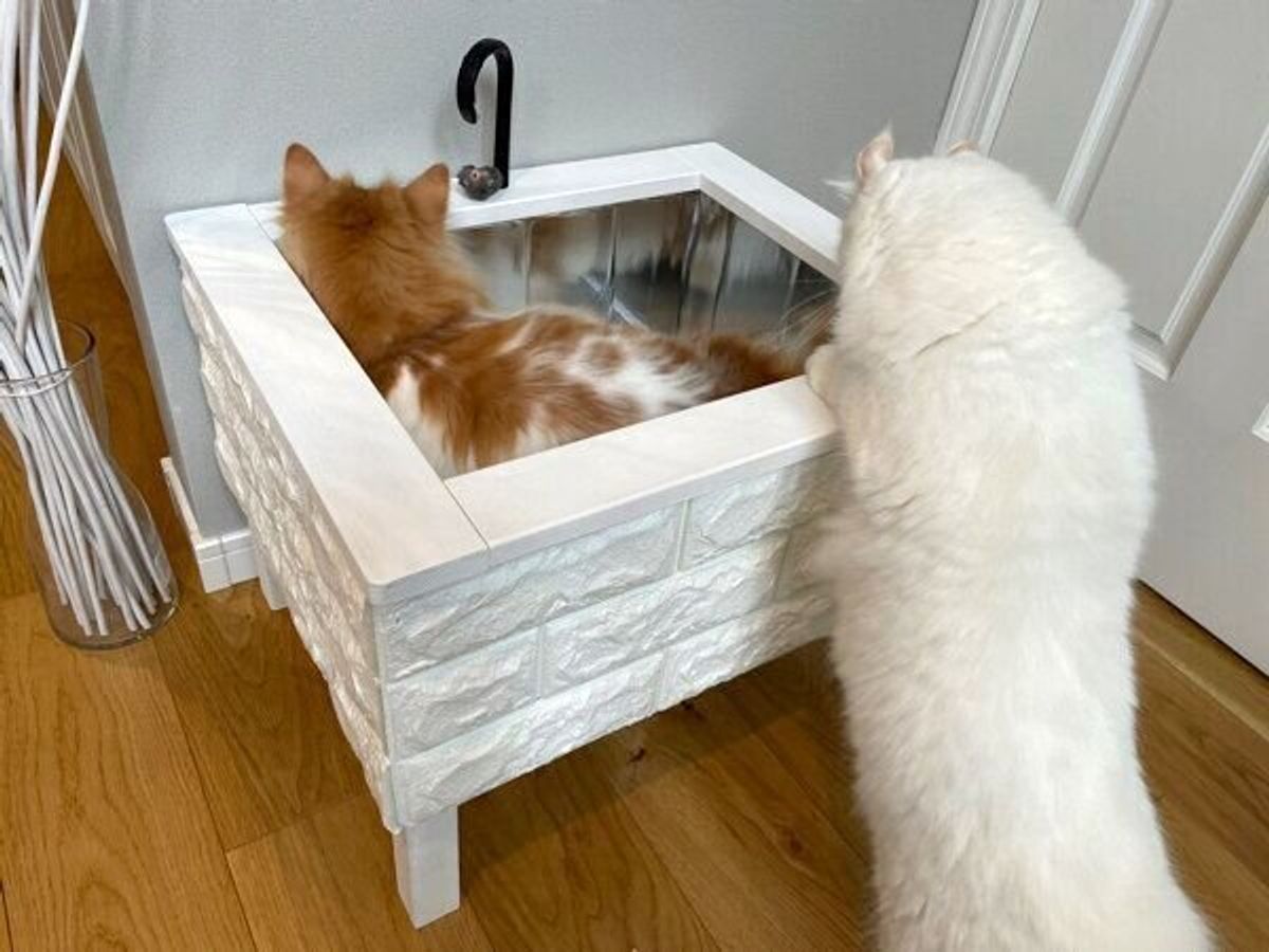 シンク好きな愛猫のために 飼い主さんdiy 猫専用シンク型ベッド のクオリティが高すぎ ねこのきもちweb Magazine シンク好きな愛猫のために 飼い主さんdiy 猫専用シンク型ベッド のクオリティが高すぎ ねこのきもちweb Magazine