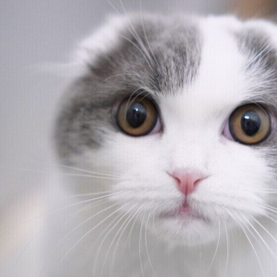 見つめるスコティッシュフォールド・ロングヘア