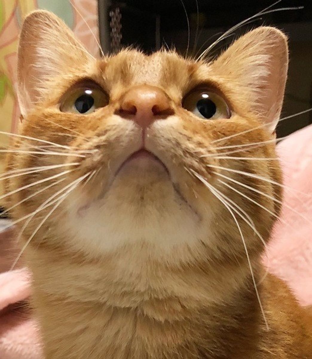猫のお鼻とあごのお手入れ方法 汚れの放置は病気の危険性も ねこのきもちweb Magazine 猫のお鼻とあごのお手入れ方法 汚れの放置は病気の危険性も ねこのきもちweb Magazine