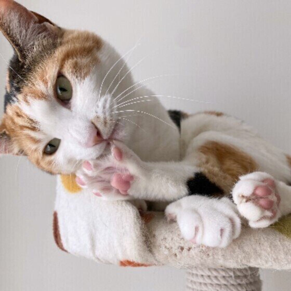 ピンク色の肉球はネコ科の中でも猫だけ 肉球にまつわる3つの秘密 ねこのきもちweb Magazine ピンク色の肉球はネコ科の中でも猫だけ 肉球にまつわる3つの秘密 ねこのきもちweb Magazine