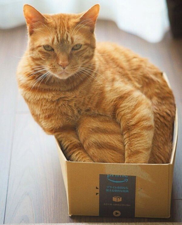 ダンボールに入る小次郎くん