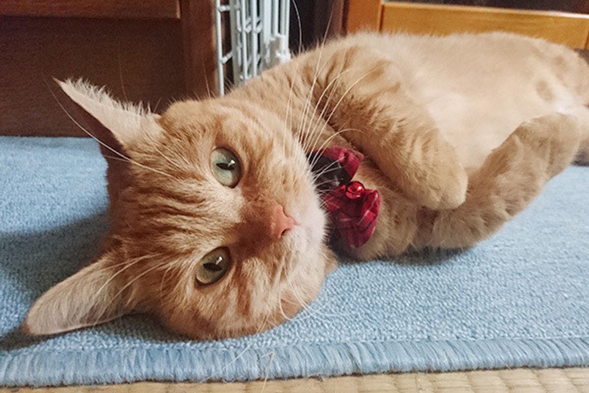 多頭飼いさんのお悩み 同居猫との喧嘩で声が出なくなった愛猫 元に戻る ねこのきもちweb Magazine 多頭飼いさんのお悩み 同居猫との喧嘩で声が出なくなった愛猫 元に戻る ねこのきもちweb Magazine