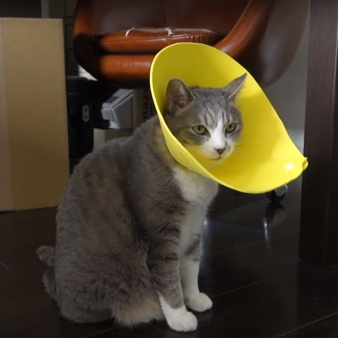 優雅さすら感じさせる エリザベスカラーをつけても動じないにゃんこと 動揺するにゃんこ ねこのきもちweb Magazine 優雅さすら感じさせる エリザベスカラーをつけても動じないにゃんこと 動揺するにゃんこ ねこのきもちweb Magazine