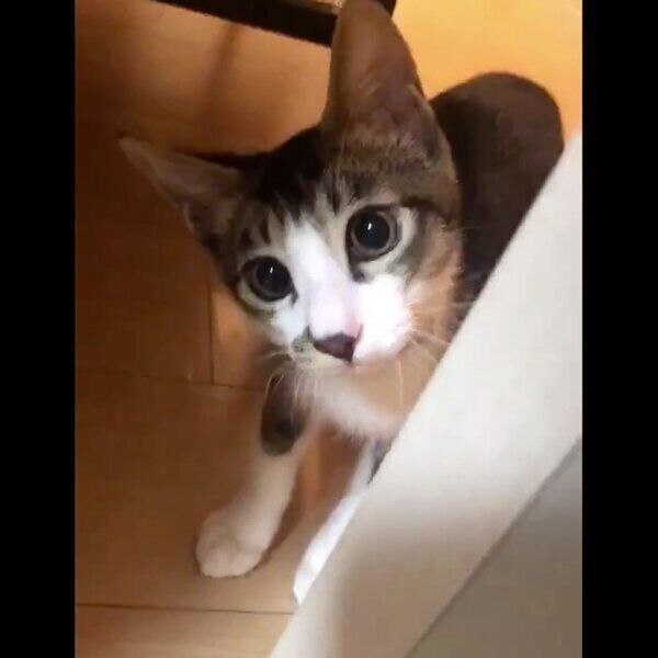 見つめるぽかちゃん