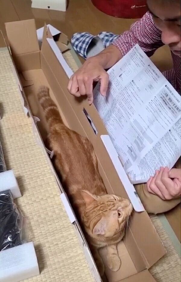 空き箱にジャストフィットするふくくん