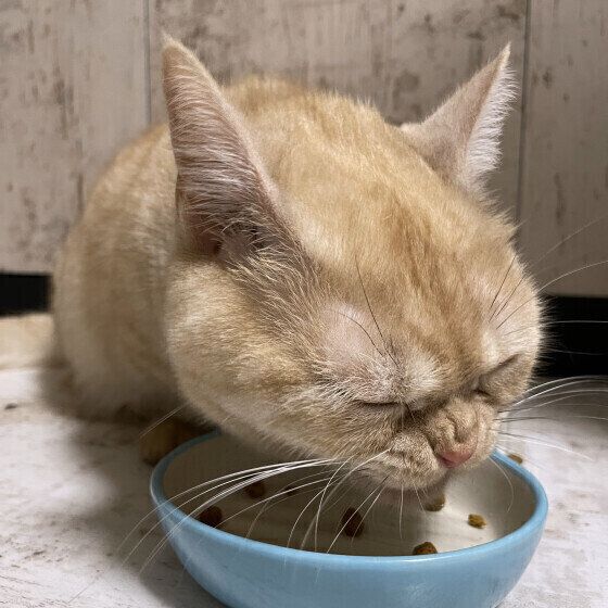 マンチカンのつむぎちゃん