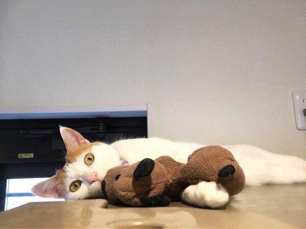 わんわんが大好きなむぎくん