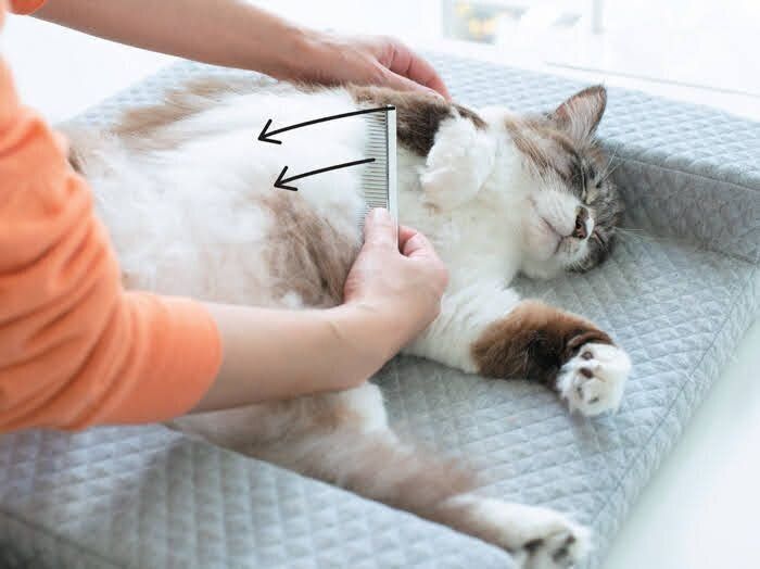 脇下のブラッシング