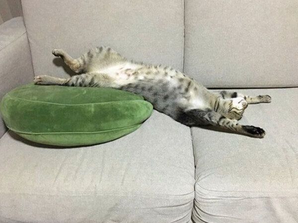 ヘソ天「バンザイ寝」をするこんぶちゃん