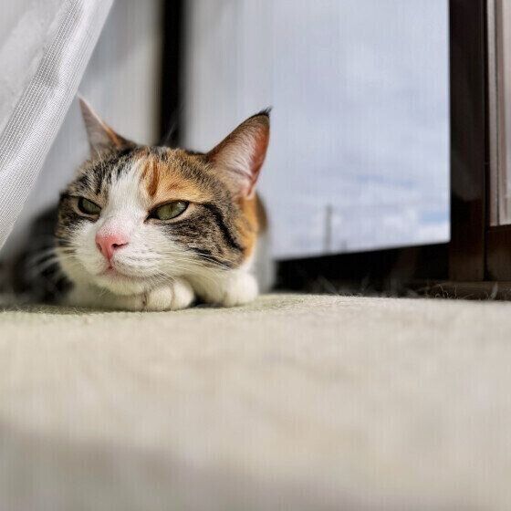 マンチカンのテトちゃん