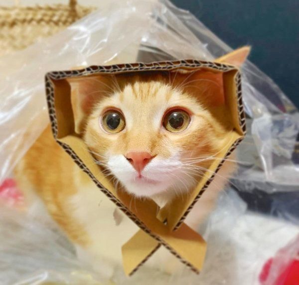 元保護猫・いくらちゃん